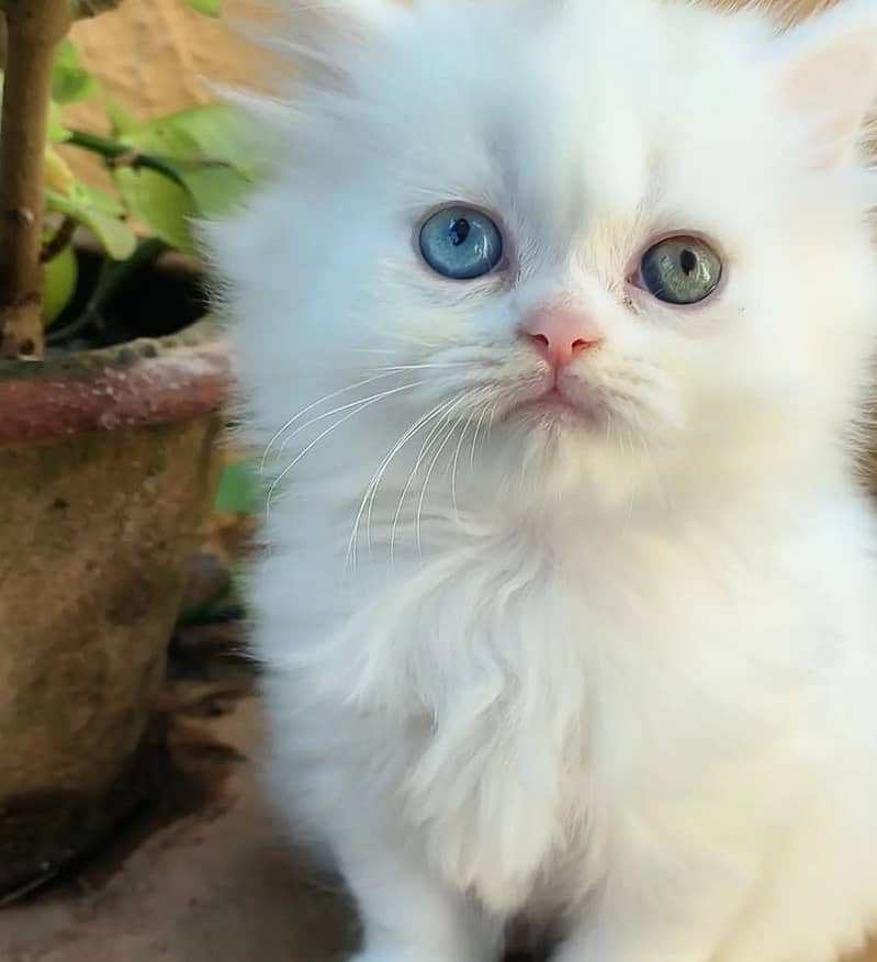 high quality kitten|Punch face Kittens|persian cat|cute|tripple|fluffy 18