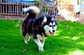 Siberian husky pair available for sale