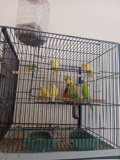 3 female for sale