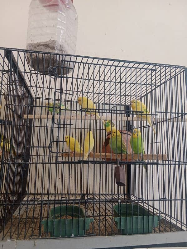 3 female for sale 1