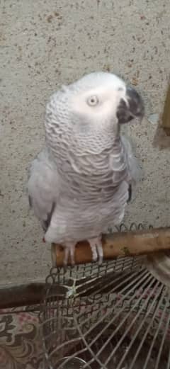 African Grey parrot 0