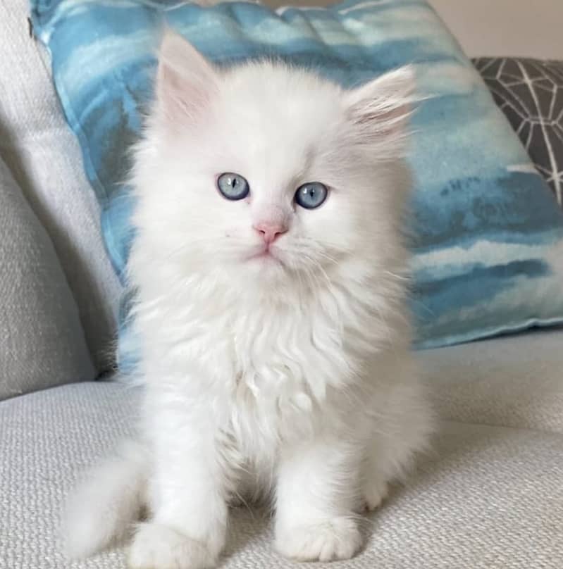 high quality kitten|Punch face Kittens|persian cat|cute|tripple|fluffy 8