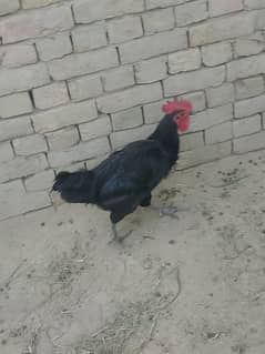 australorp murghi