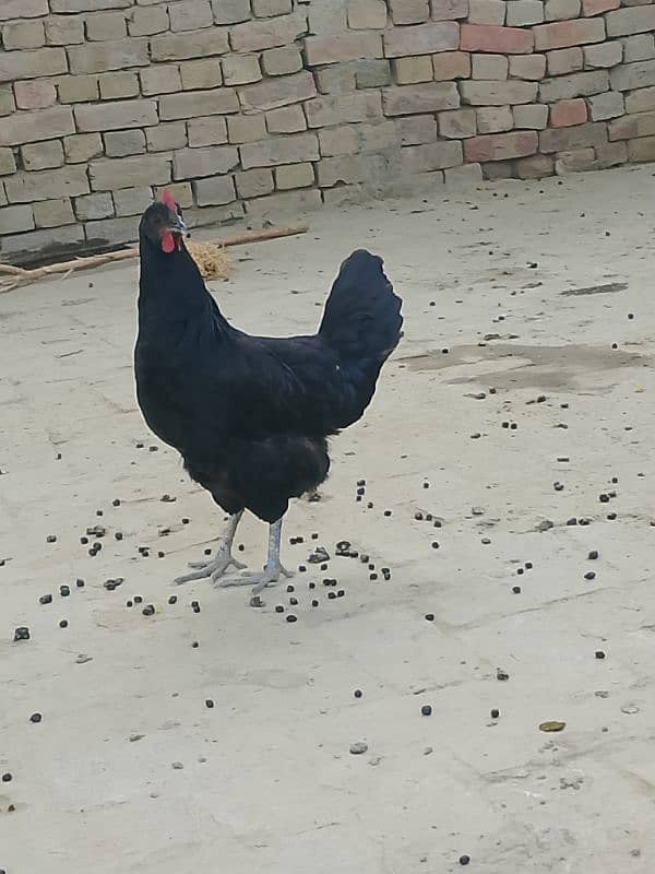 australorp murghi 1