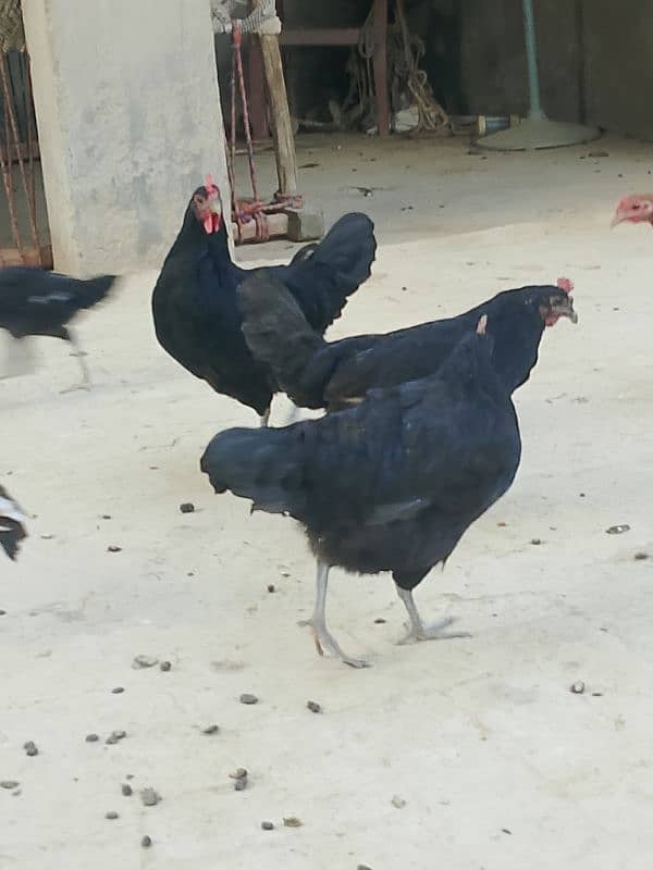 australorp murghi 3