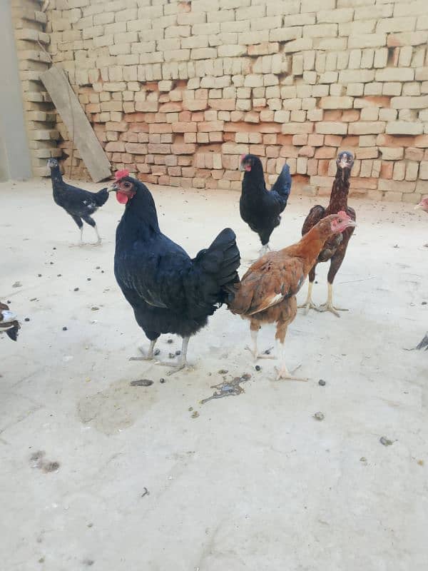 australorp murghi 5