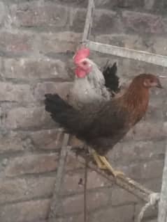 hen