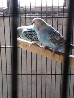 Breeder Pair Budgies 9 Month