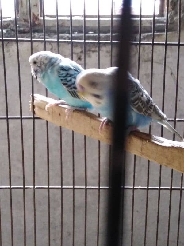 Breeder Pair Budgies 9 Month 1