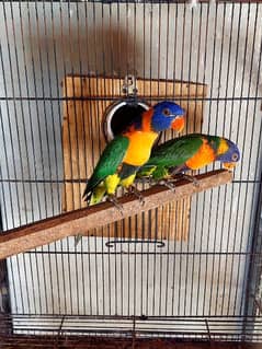 Lorry roseela breeder pair 0