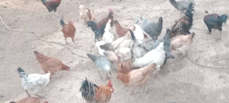 Desi Murga or Murgiaa for sale 4