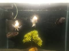 4 Oscar and 1 sucker fish  fish for sale