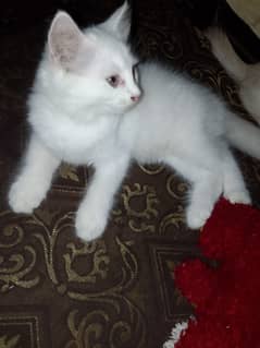 45 Days Persian kitten