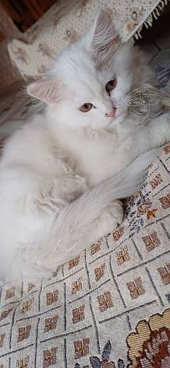 3 month old kitten for sale white clr 0