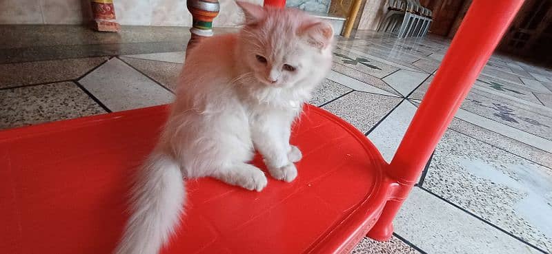 3 month old kitten for sale white clr 1