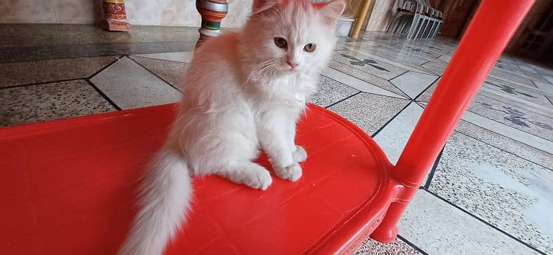 3 month old kitten for sale white clr 2