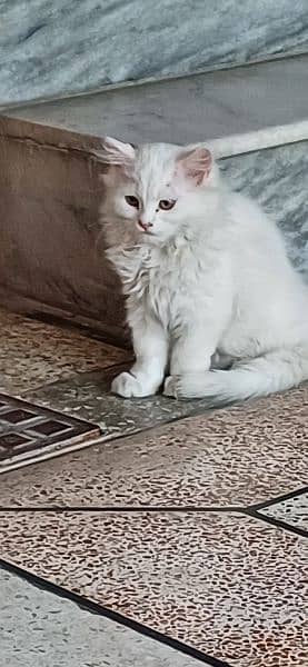 3 month old kitten for sale white clr 3