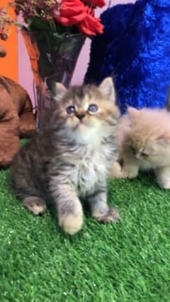 PURE BREED HIGH QUALITY KITTENS GIFT QUALITY PUNCH FACE CASH O DELIVER 0