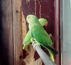 Sale Parrot pair 0