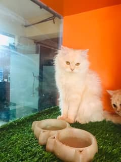 pure persian phnch face breeder pair very cute triple coat best qualit