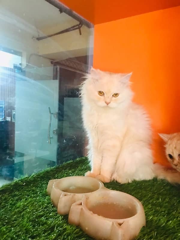 pure persian phnch face breeder pair very cute triple coat best qualit 0