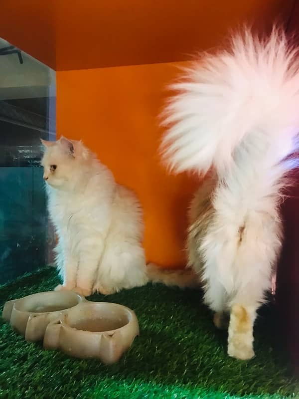 pure persian phnch face breeder pair very cute triple coat best qualit 3