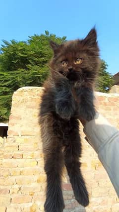 Persian cats male female both triple coated 0