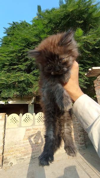 Persian cats male female both triple coated 2