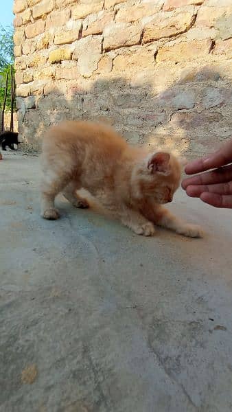 Persian cats male female both triple coated 3