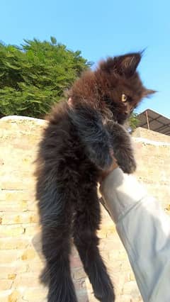 Persian cats female brown 6k gray 7k