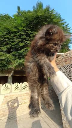 Persian female cat colour gray