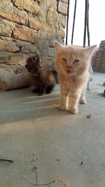 Persian cats male female both triple coated 8