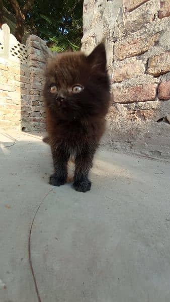 Persian cats male female both triple coated 10