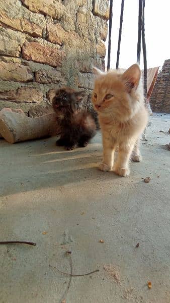 Persian cats male female both triple coated 11