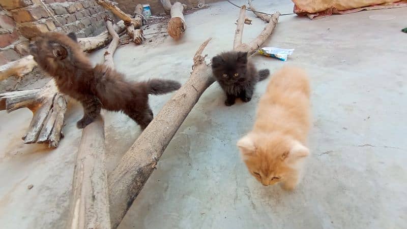 Persian cats male female both triple coated 12