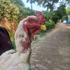 white shamoo and white pakistani mail for SALE