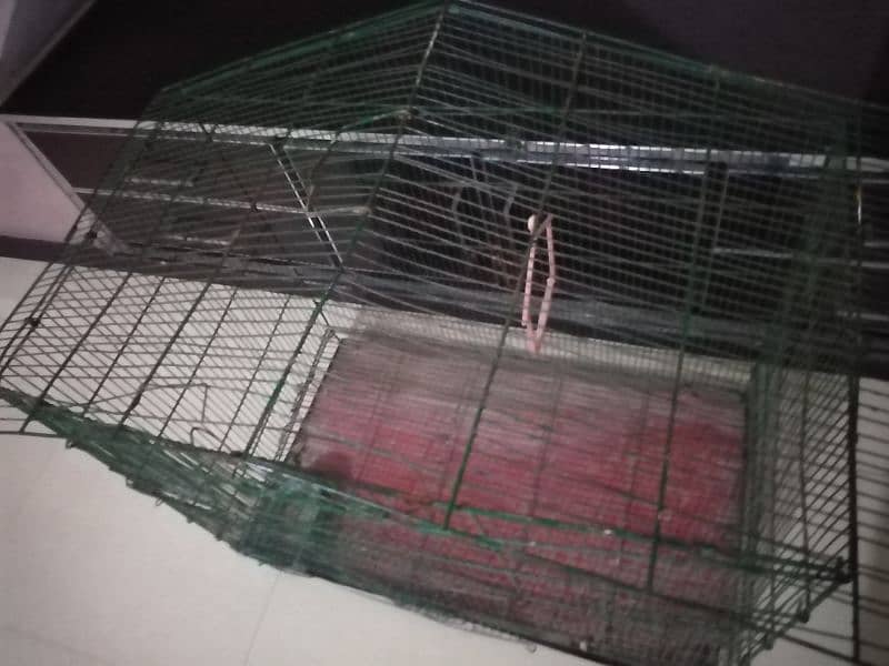 birds Cage 3