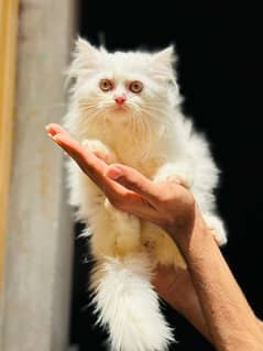 Persian kittens pair available