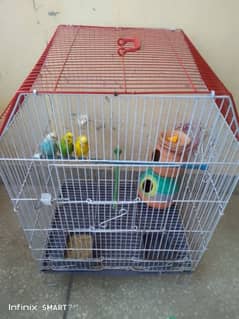 parrots with cage just like new all