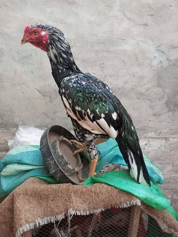 Aseel Top Quality Young Male Available for sale 0