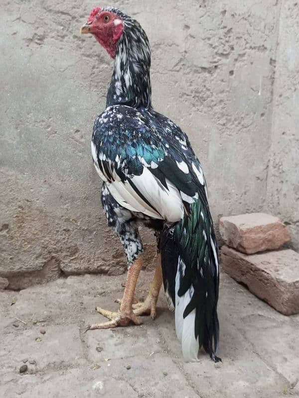 Aseel Top Quality Young Male Available for sale 1