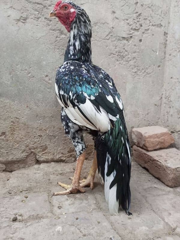 Aseel Top Quality Young Male Available for sale 3