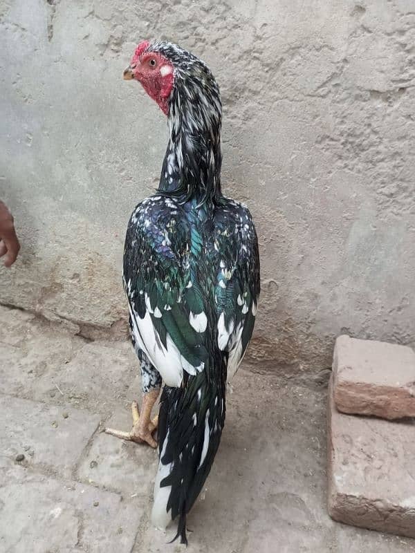 Aseel Top Quality Young Male Available for sale 5