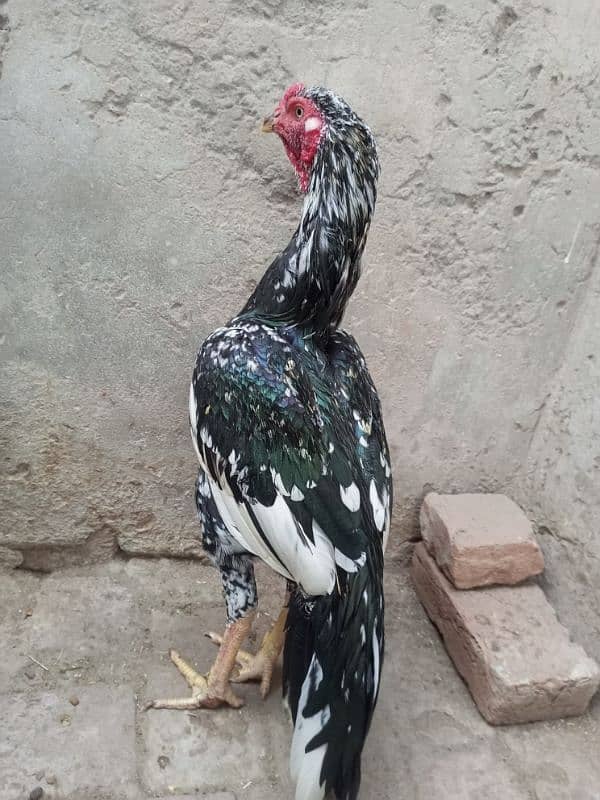 Aseel Top Quality Young Male Available for sale 6