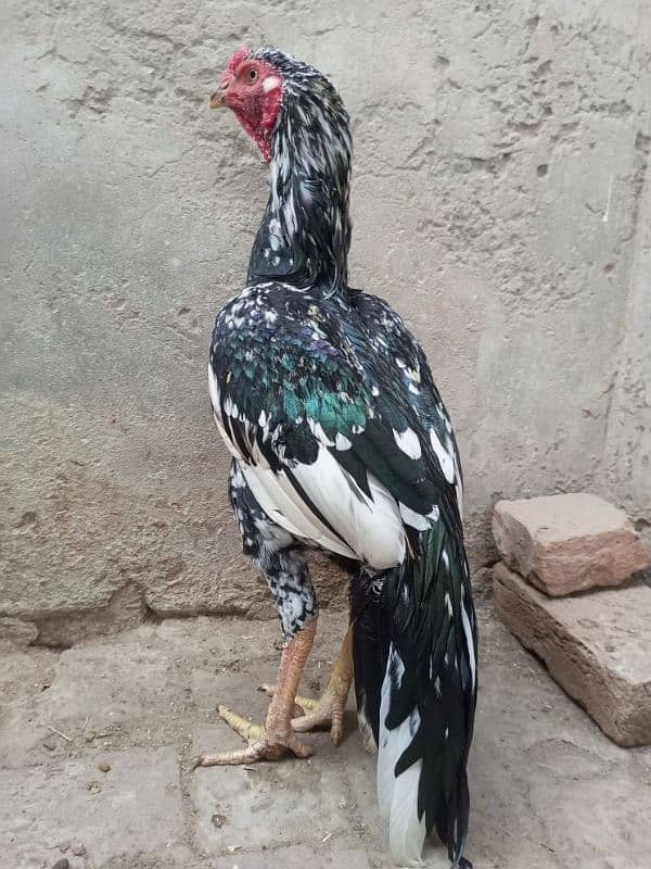 Aseel Top Quality Young Male Available for sale 7