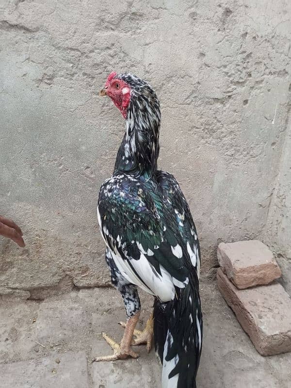 Aseel Top Quality Young Male Available for sale 8