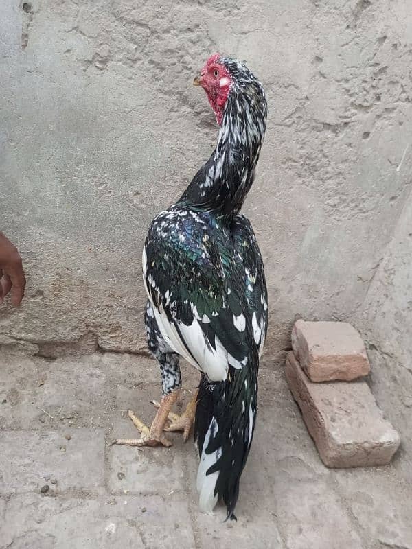 Aseel Top Quality Young Male Available for sale 10