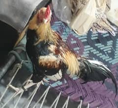 Pure mianwali aseel for sale high quality chicks pure aseel murga