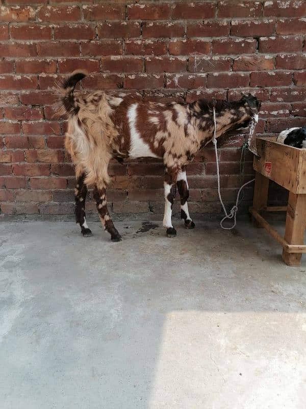 Bakra For sale 1