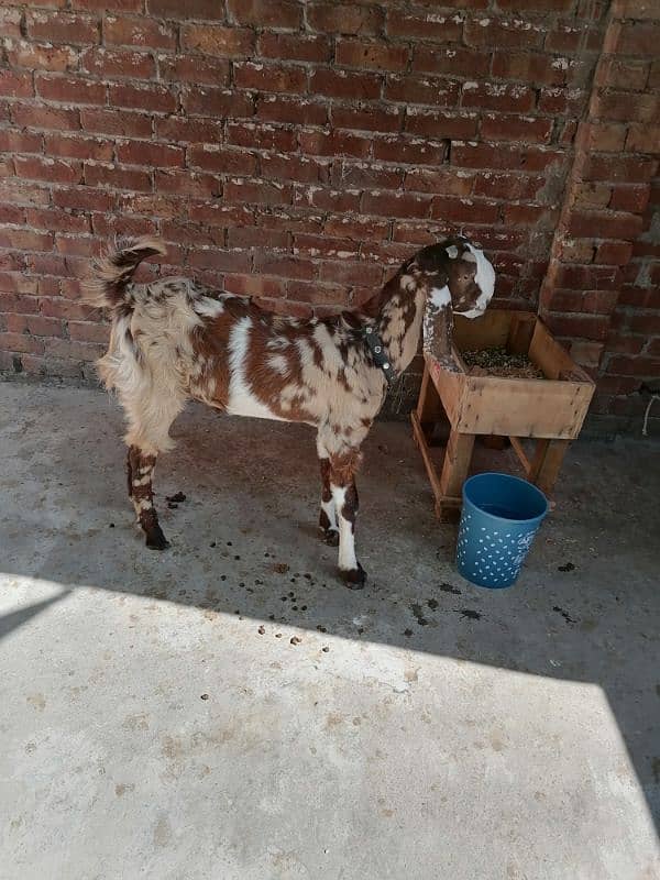 Bakra For sale 2